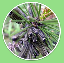 Pine Sawfly